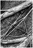 Strangler fig detail. Queensland, Australia (black and white)