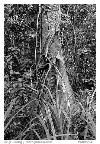 Tree with strangler fig. Queensland, Australia (black and white)