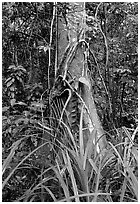 Tree with strangler fig. Queensland, Australia (black and white)