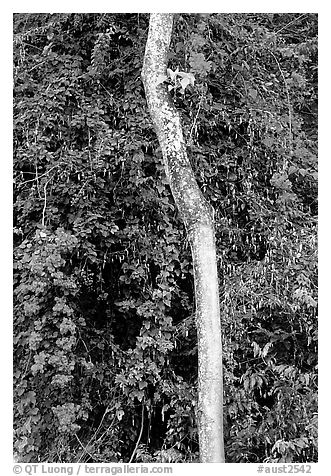 White tree and tropical flowers. Queensland, Australia (black and white)