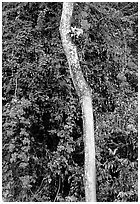 White tree and tropical flowers. Queensland, Australia (black and white)