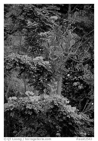 Tropical flowers. Queensland, Australia (black and white)