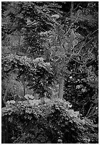 Tropical flowers. Queensland, Australia (black and white)