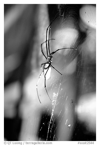 Giant spider (Golden Orb). Australia