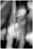 Giant spider (Golden Orb). Australia ( black and white)