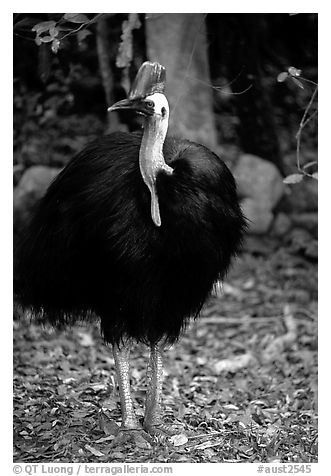 Cassowary rainforest bird. Australia