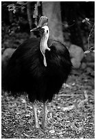 Cassowary rainforest bird. Australia ( black and white)