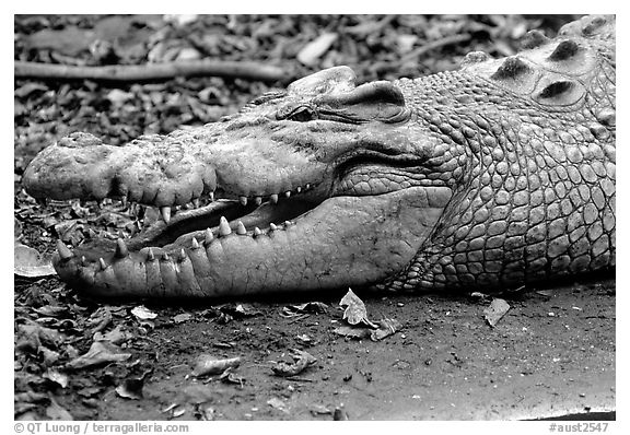 Crocodiles. Australia (black and white)