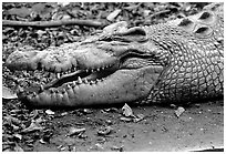 Crocodiles. Australia (black and white)