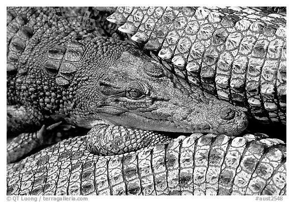 Crocodiles. Australia (black and white)