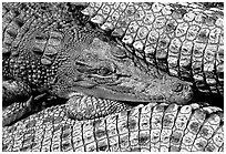 Crocodiles. Australia (black and white)