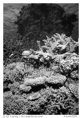 Underwater view of Coral. The Great Barrier Reef, Queensland, Australia (black and white)