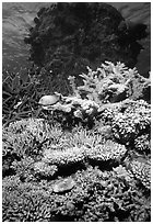Underwater view of Coral. The Great Barrier Reef, Queensland, Australia (black and white)