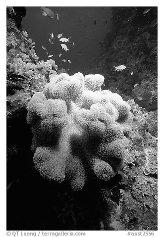Underwater view of Coral and fish. The Great Barrier Reef, Queensland, Australia (black and white)