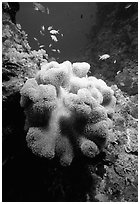 Underwater view of Coral and fish. The Great Barrier Reef, Queensland, Australia (black and white)