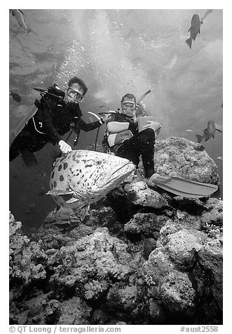 Scuba divers and huge potato cod fish. The Great Barrier Reef, Queensland, Australia (black and white)