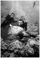 Scuba divers and huge potato cod fish. The Great Barrier Reef, Queensland, Australia (black and white)