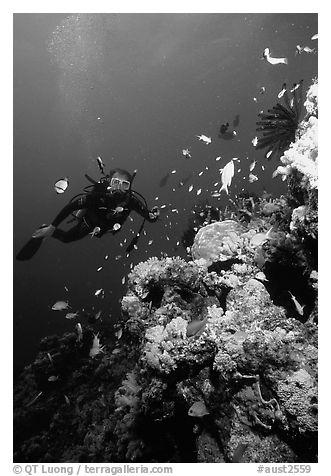 Scuba diver, coral, and fish. The Great Barrier Reef, Queensland, Australia (black and white)