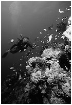 Scuba diver, coral, and fish. The Great Barrier Reef, Queensland, Australia ( black and white)