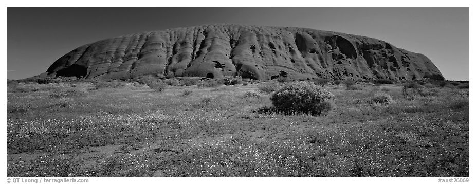 Ayers rock at noon. Uluru-Kata Tjuta National Park, Northern Territories, Australia (black and white)