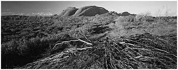 Australian outback, Olgas. Olgas, Uluru-Kata Tjuta National Park, Northern Territories, Australia (Panoramic black and white)