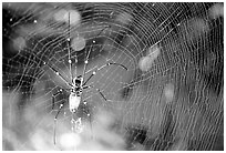 Golden Orb Spider and web. Australia (black and white)