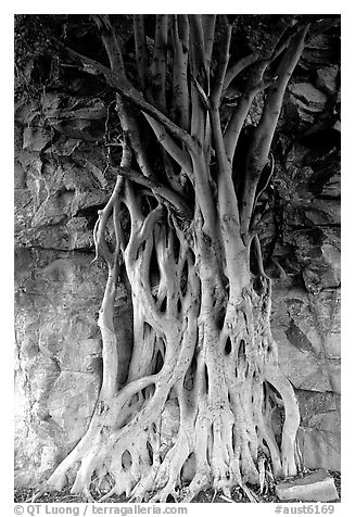 Banyan tree. Brisbane, Queensland, Australia (black and white)