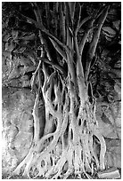 Banyan tree. Brisbane, Queensland, Australia (black and white)