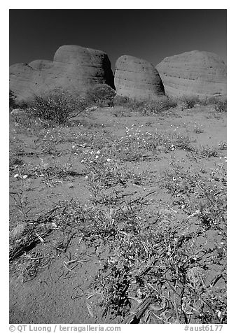 Olgas, mid-day. Olgas, Uluru-Kata Tjuta National Park, Northern Territories, Australia