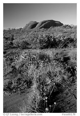 Olgas, late afternoon. Olgas, Uluru-Kata Tjuta National Park, Northern Territories, Australia