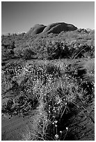 Olgas, late afternoon. Olgas, Uluru-Kata Tjuta National Park, Northern Territories, Australia (black and white)