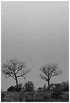 Trees at dawn. Northern Territories, Australia (black and white)