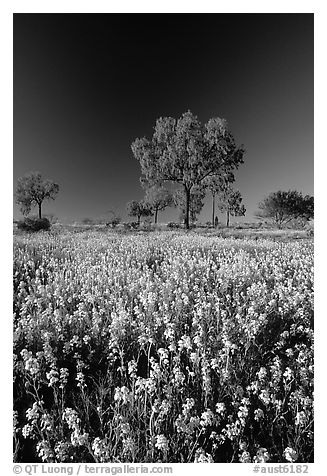 Wildflowers and trees. Northern Territories, Australia