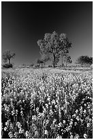 Wildflowers and trees. Northern Territories, Australia (black and white)