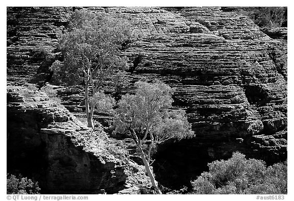 Trees and rock wall in Kings Canyon,  Watarrka National Park. Northern Territories, Australia