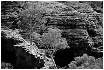 Trees and rock wall in Kings Canyon,  Watarrka National Park. Northern Territories, Australia (black and white)