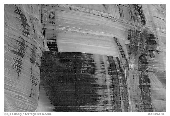 Desert vanish on a rock wall in  Kings Canyon,  Watarrka National Park. Northern Territories, Australia