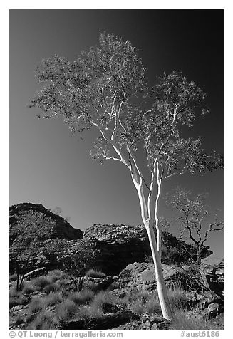 Gum tree in Kings Canyon, Watarrka National Park,. Northern Territories, Australia (black and white)