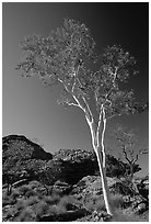 Gum tree in Kings Canyon, Watarrka National Park,. Northern Territories, Australia (black and white)