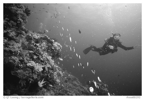 Scuba diver and school of fish. The Great Barrier Reef, Queensland, Australia (black and white)