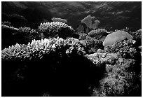 Underwater view of Coral. The Great Barrier Reef, Queensland, Australia (black and white)