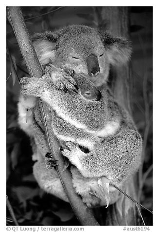 Koala and cub. Australia