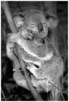 Koala and cub. Australia (black and white)
