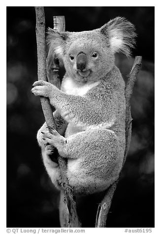 Koala. Australia