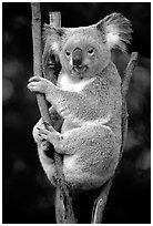 Koala. Australia (black and white)