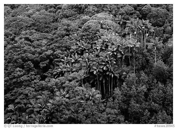 Palm trees and tropical flowers on hillside. Big Island, Hawaii, USA (black and white)