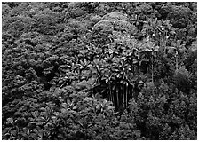 Palm trees and tropical flowers on hillside. Big Island, Hawaii, USA (black and white)