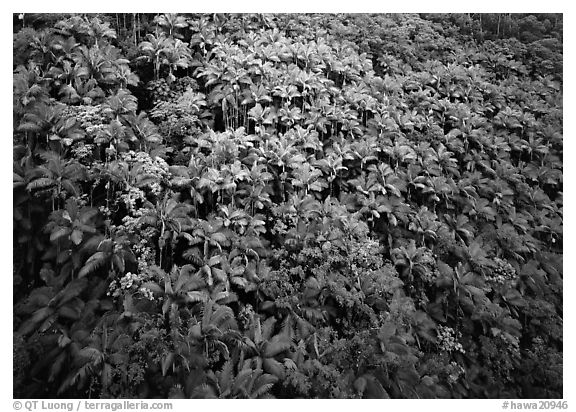 Alexander palm trees on hillside. Big Island, Hawaii, USA (black and white)