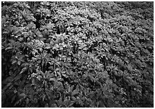 Alexander palm trees on hillside. Hawaii, USA ( black and white)