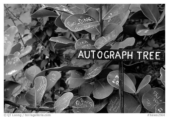 Leaves of the autograph tree. Big Island, Hawaii, USA